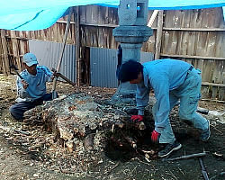 松の根の撤去作業。もともと幹高８ｍ、枝張６ｍほどあったので、根っこを切るのが大変。。。家を残すのでレッカーも入れないため手作業…
